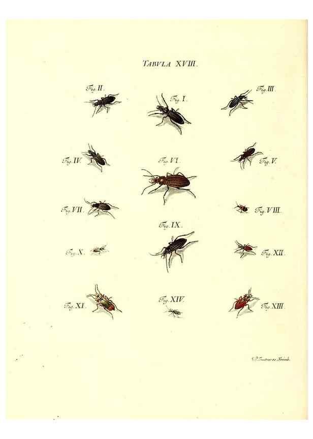 Reproducción/Reproduction 49810291756: Iacobi Christiani Schaefferi s.s. theologiae et philosophiae doctoris ... Icones insectorum circa Ratisbonam indigenorum :. Ratisbonae :Typis Breitfeldianis,MDCCLXXIX [1766-1779]. 