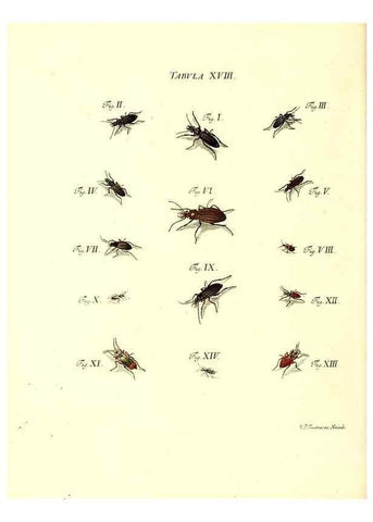 Reproducción/Reproduction 49810291756: Iacobi Christiani Schaefferi s.s. theologiae et philosophiae doctoris ... Icones insectorum circa Ratisbonam indigenorum :. Ratisbonae :Typis Breitfeldianis,MDCCLXXIX [1766-1779]. 