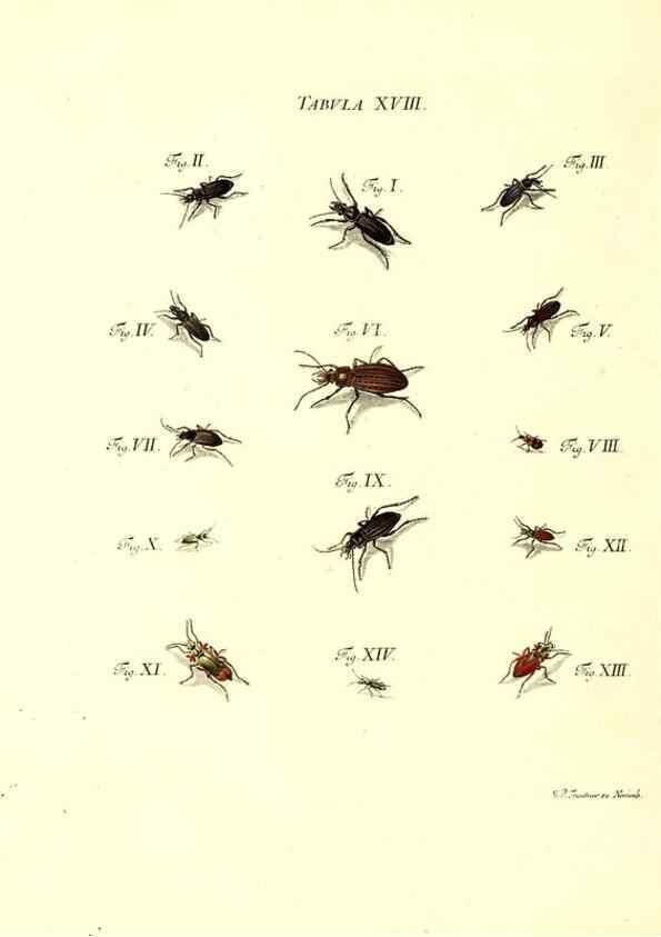 Reproducción/Reproduction 49810291756: Iacobi Christiani Schaefferi s.s. theologiae et philosophiae doctoris ... Icones insectorum circa Ratisbonam indigenorum :. Ratisbonae :Typis Breitfeldianis,MDCCLXXIX [1766-1779]. 