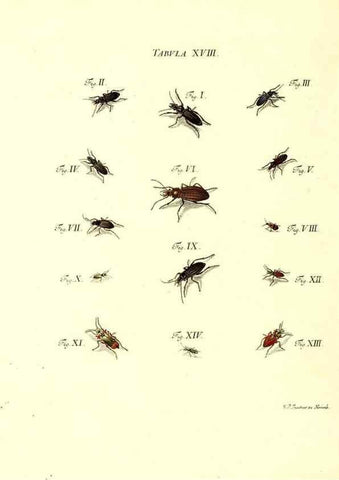 Reproducción/Reproduction 49810291756: Iacobi Christiani Schaefferi s.s. theologiae et philosophiae doctoris ... Icones insectorum circa Ratisbonam indigenorum :. Ratisbonae :Typis Breitfeldianis,MDCCLXXIX [1766-1779]. 