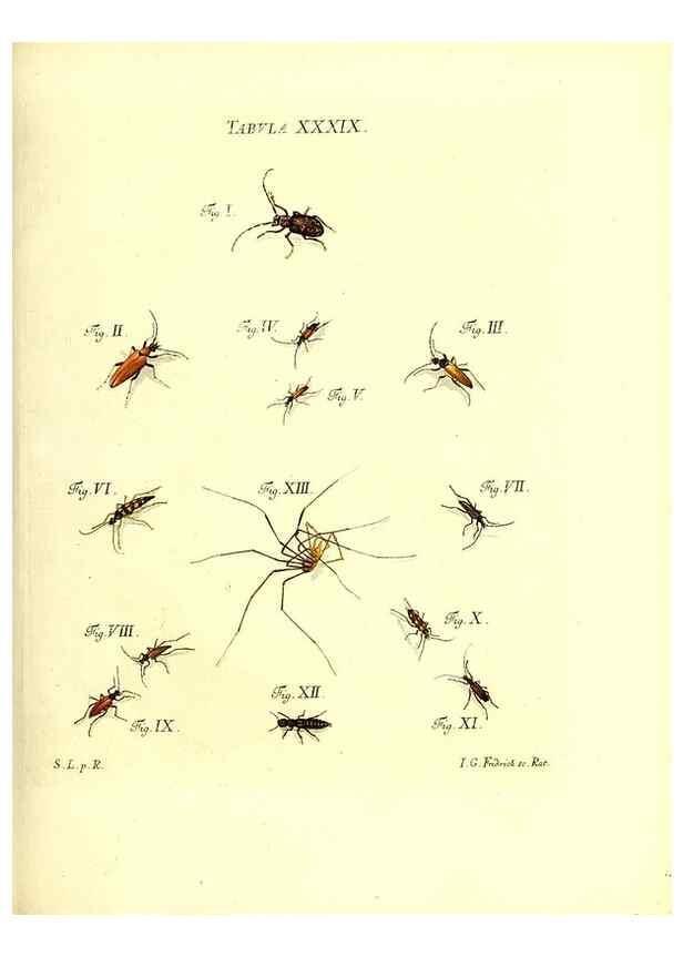 Reproducción/Reproduction 49809742628: Iacobi Christiani Schaefferi s.s. theologiae et philosophiae doctoris ... Icones insectorum circa Ratisbonam indigenorum :. Ratisbonae :Typis Breitfeldianis,MDCCLXXIX [1766-1779]. 