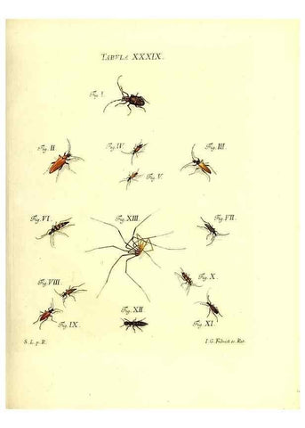 Reproducción/Reproduction 49809742628: Iacobi Christiani Schaefferi s.s. theologiae et philosophiae doctoris ... Icones insectorum circa Ratisbonam indigenorum :. Ratisbonae :Typis Breitfeldianis,MDCCLXXIX [1766-1779]. 