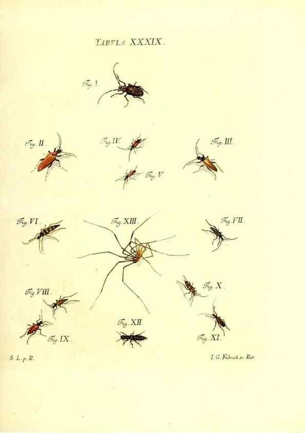 Reproducción/Reproduction 49809742628: Iacobi Christiani Schaefferi s.s. theologiae et philosophiae doctoris ... Icones insectorum circa Ratisbonam indigenorum :. Ratisbonae :Typis Breitfeldianis,MDCCLXXIX [1766-1779]. 
