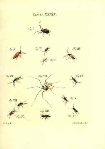 Reproducción/Reproduction 49809742628: Iacobi Christiani Schaefferi s.s. theologiae et philosophiae doctoris ... Icones insectorum circa Ratisbonam indigenorum :. Ratisbonae :Typis Breitfeldianis,MDCCLXXIX [1766-1779]. 