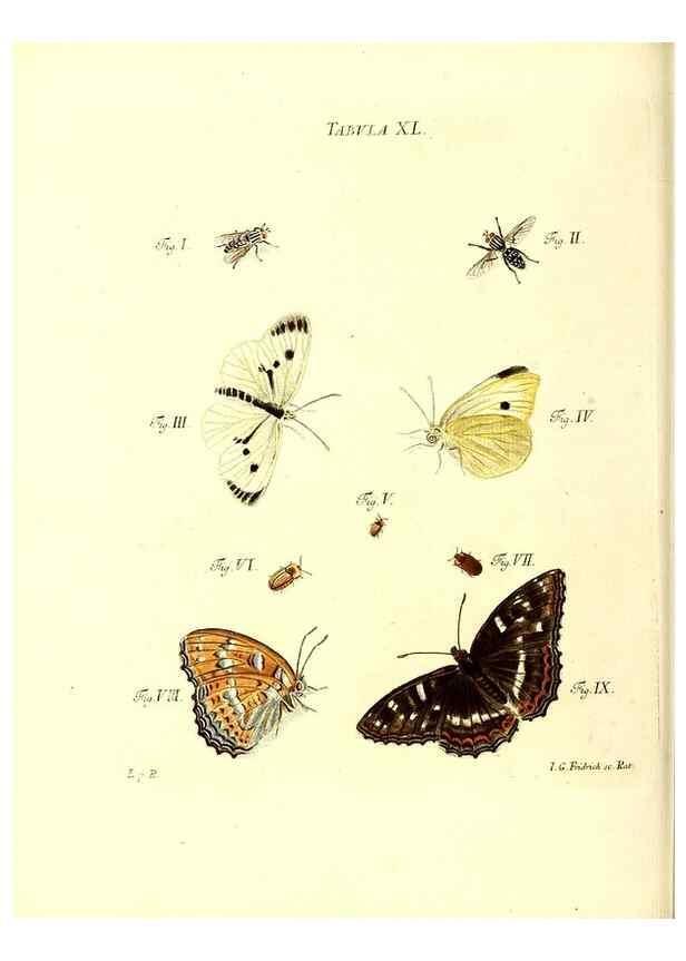Reproducción/Reproduction 49809742893: Iacobi Christiani Schaefferi s.s. theologiae et philosophiae doctoris ... Icones insectorum circa Ratisbonam indigenorum :. Ratisbonae :Typis Breitfeldianis,MDCCLXXIX [1766-1779]. 