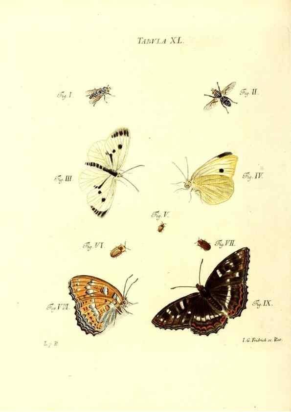 Reproducción/Reproduction 49809742893: Iacobi Christiani Schaefferi s.s. theologiae et philosophiae doctoris ... Icones insectorum circa Ratisbonam indigenorum :. Ratisbonae :Typis Breitfeldianis,MDCCLXXIX [1766-1779]. 