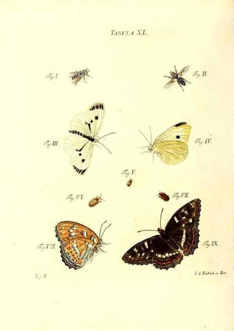 Reproducción/Reproduction 49809742893: Iacobi Christiani Schaefferi s.s. theologiae et philosophiae doctoris ... Icones insectorum circa Ratisbonam indigenorum :. Ratisbonae :Typis Breitfeldianis,MDCCLXXIX [1766-1779]. 