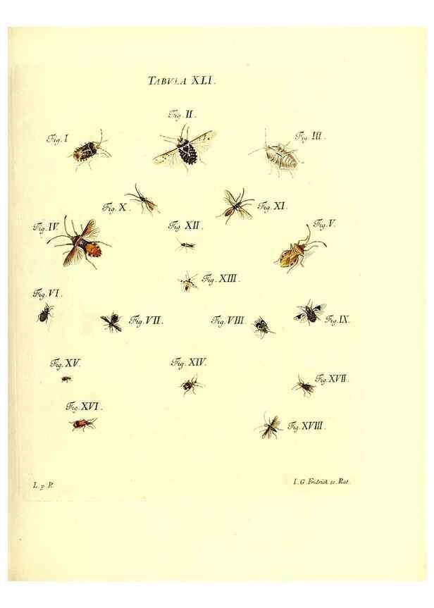 Reproducción/Reproduction 49810597702: Iacobi Christiani Schaefferi s.s. theologiae et philosophiae doctoris ... Icones insectorum circa Ratisbonam indigenorum :. Ratisbonae :Typis Breitfeldianis,MDCCLXXIX [1766-1779]. 