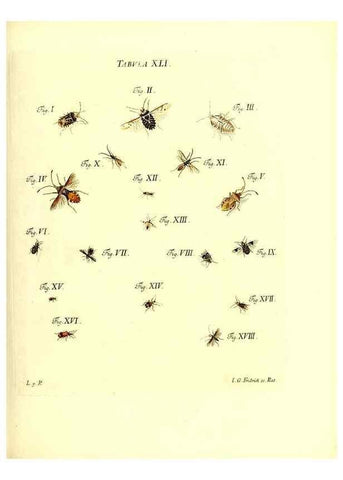 Reproducción/Reproduction 49810597702: Iacobi Christiani Schaefferi s.s. theologiae et philosophiae doctoris ... Icones insectorum circa Ratisbonam indigenorum :. Ratisbonae :Typis Breitfeldianis,MDCCLXXIX [1766-1779]. 