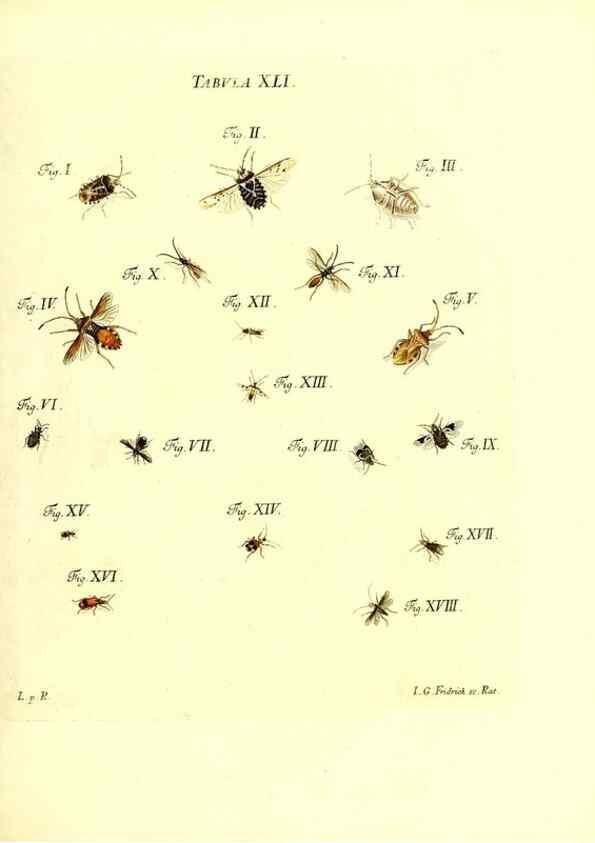 Reproducción/Reproduction 49810597702: Iacobi Christiani Schaefferi s.s. theologiae et philosophiae doctoris ... Icones insectorum circa Ratisbonam indigenorum :. Ratisbonae :Typis Breitfeldianis,MDCCLXXIX [1766-1779]. 