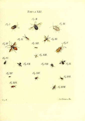 Reproducción/Reproduction 49810597702: Iacobi Christiani Schaefferi s.s. theologiae et philosophiae doctoris ... Icones insectorum circa Ratisbonam indigenorum :. Ratisbonae :Typis Breitfeldianis,MDCCLXXIX [1766-1779]. 