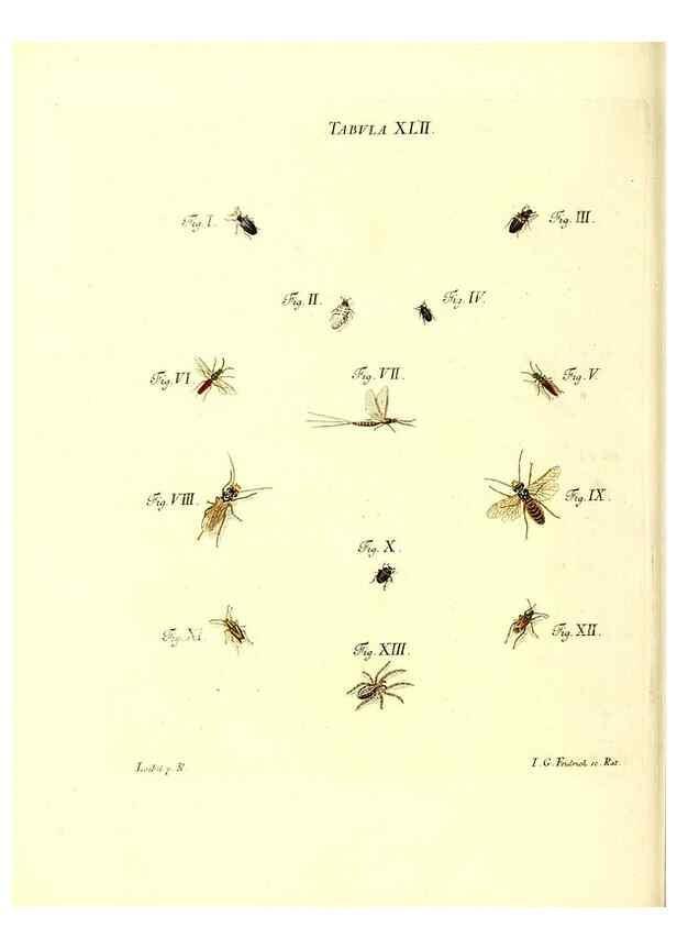 Reproducción/Reproduction 49810597912: Iacobi Christiani Schaefferi s.s. theologiae et philosophiae doctoris ... Icones insectorum circa Ratisbonam indigenorum :. Ratisbonae :Typis Breitfeldianis,MDCCLXXIX [1766-1779]. 