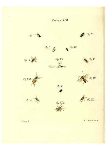 Reproducción/Reproduction 49810597912: Iacobi Christiani Schaefferi s.s. theologiae et philosophiae doctoris ... Icones insectorum circa Ratisbonam indigenorum :. Ratisbonae :Typis Breitfeldianis,MDCCLXXIX [1766-1779]. 