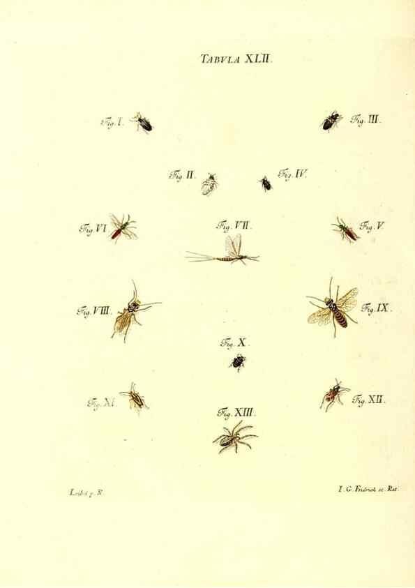 Reproducción/Reproduction 49810597912: Iacobi Christiani Schaefferi s.s. theologiae et philosophiae doctoris ... Icones insectorum circa Ratisbonam indigenorum :. Ratisbonae :Typis Breitfeldianis,MDCCLXXIX [1766-1779]. 
