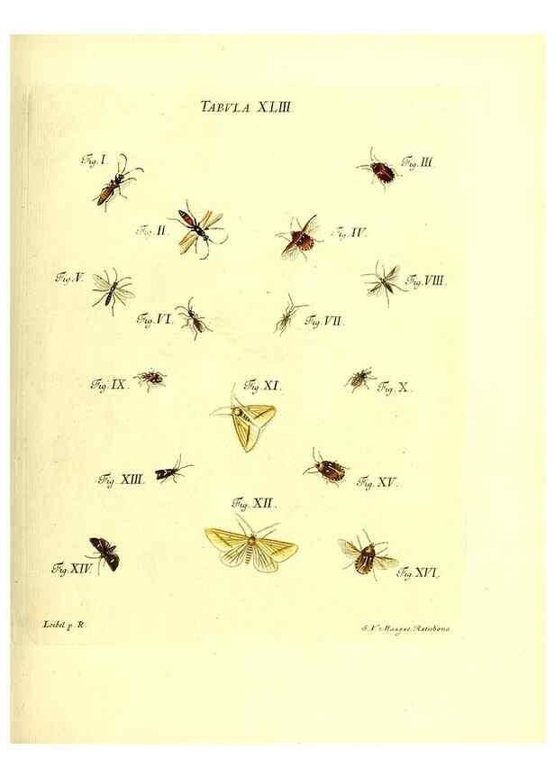 Reproducción/Reproduction 49810298196: Iacobi Christiani Schaefferi s.s. theologiae et philosophiae doctoris ... Icones insectorum circa Ratisbonam indigenorum :. Ratisbonae :Typis Breitfeldianis,MDCCLXXIX [1766-1779]. 