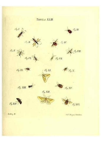 Reproducción/Reproduction 49810298196: Iacobi Christiani Schaefferi s.s. theologiae et philosophiae doctoris ... Icones insectorum circa Ratisbonam indigenorum :. Ratisbonae :Typis Breitfeldianis,MDCCLXXIX [1766-1779]. 