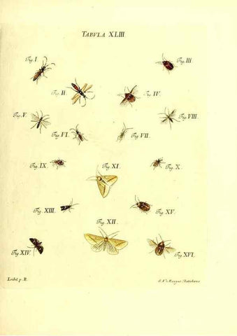 Reproducción/Reproduction 49810298196: Iacobi Christiani Schaefferi s.s. theologiae et philosophiae doctoris ... Icones insectorum circa Ratisbonam indigenorum :. Ratisbonae :Typis Breitfeldianis,MDCCLXXIX [1766-1779]. 