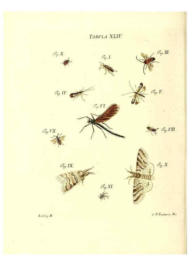 Reproducción/Reproduction 49810298491: Iacobi Christiani Schaefferi s.s. theologiae et philosophiae doctoris ... Icones insectorum circa Ratisbonam indigenorum :. Ratisbonae :Typis Breitfeldianis,MDCCLXXIX [1766-1779]. 