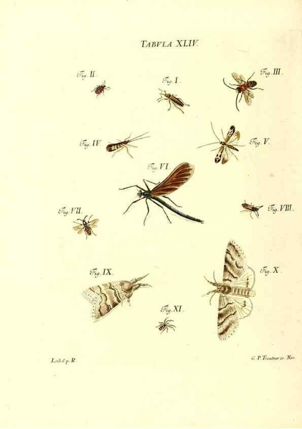 Reproducción/Reproduction 49810298491: Iacobi Christiani Schaefferi s.s. theologiae et philosophiae doctoris ... Icones insectorum circa Ratisbonam indigenorum :. Ratisbonae :Typis Breitfeldianis,MDCCLXXIX [1766-1779]. 