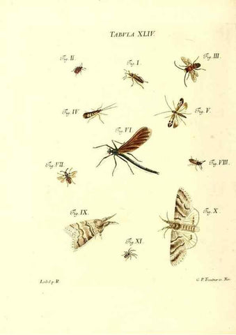 Reproducción/Reproduction 49810298491: Iacobi Christiani Schaefferi s.s. theologiae et philosophiae doctoris ... Icones insectorum circa Ratisbonam indigenorum :. Ratisbonae :Typis Breitfeldianis,MDCCLXXIX [1766-1779]. 