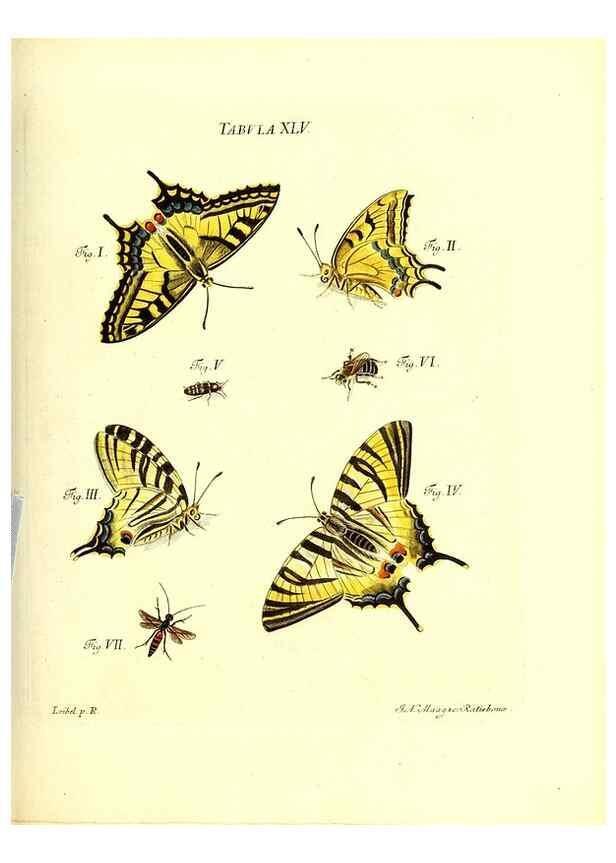 Reproducción/Reproduction 49809744158: Iacobi Christiani Schaefferi s.s. theologiae et philosophiae doctoris ... Icones insectorum circa Ratisbonam indigenorum :. Ratisbonae :Typis Breitfeldianis,MDCCLXXIX [1766-1779]. 