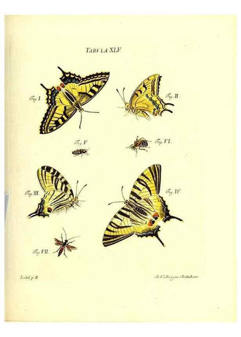 Reproducción/Reproduction 49809744158: Iacobi Christiani Schaefferi s.s. theologiae et philosophiae doctoris ... Icones insectorum circa Ratisbonam indigenorum :. Ratisbonae :Typis Breitfeldianis,MDCCLXXIX [1766-1779]. 