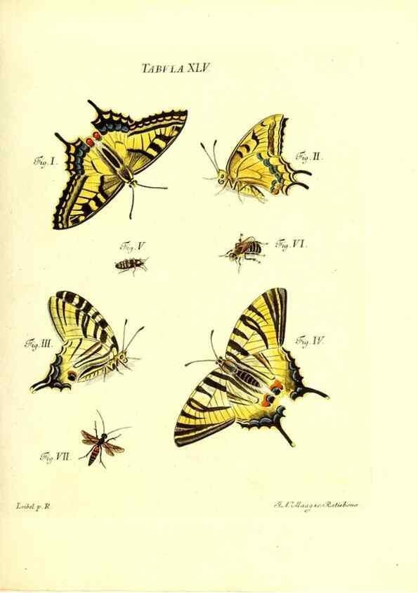 Reproducción/Reproduction 49809744158: Iacobi Christiani Schaefferi s.s. theologiae et philosophiae doctoris ... Icones insectorum circa Ratisbonam indigenorum :. Ratisbonae :Typis Breitfeldianis,MDCCLXXIX [1766-1779]. 