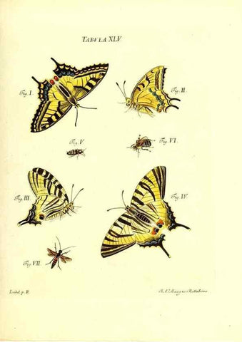 Reproducción/Reproduction 49809744158: Iacobi Christiani Schaefferi s.s. theologiae et philosophiae doctoris ... Icones insectorum circa Ratisbonam indigenorum :. Ratisbonae :Typis Breitfeldianis,MDCCLXXIX [1766-1779]. 