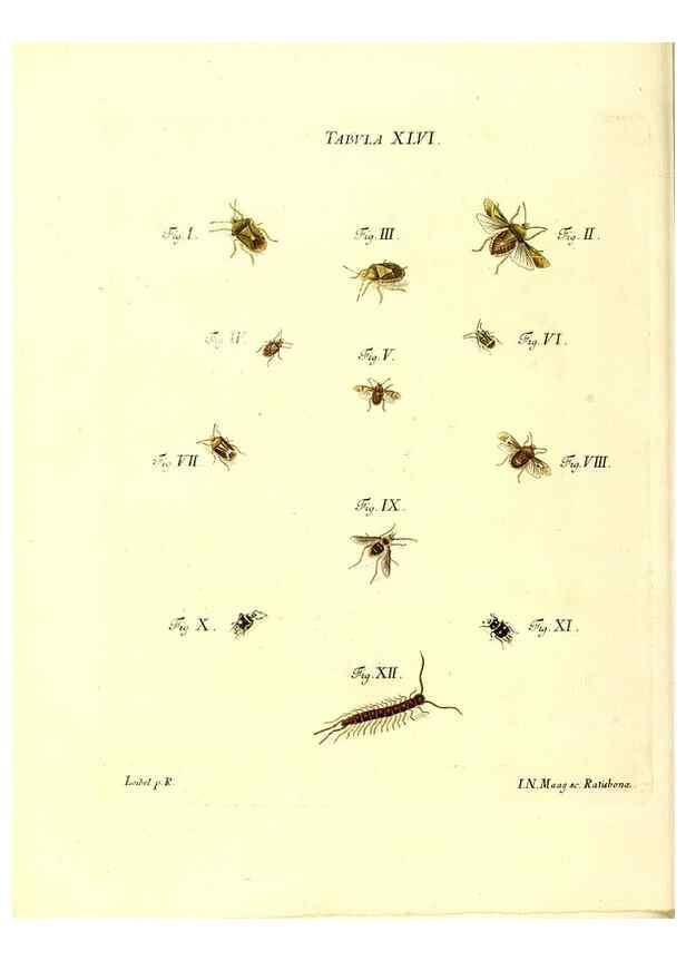 Reproducción/Reproduction 49810598997: Iacobi Christiani Schaefferi s.s. theologiae et philosophiae doctoris ... Icones insectorum circa Ratisbonam indigenorum :. Ratisbonae :Typis Breitfeldianis,MDCCLXXIX [1766-1779]. 