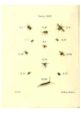 Reproducción/Reproduction 49810598997: Iacobi Christiani Schaefferi s.s. theologiae et philosophiae doctoris ... Icones insectorum circa Ratisbonam indigenorum :. Ratisbonae :Typis Breitfeldianis,MDCCLXXIX [1766-1779]. 
