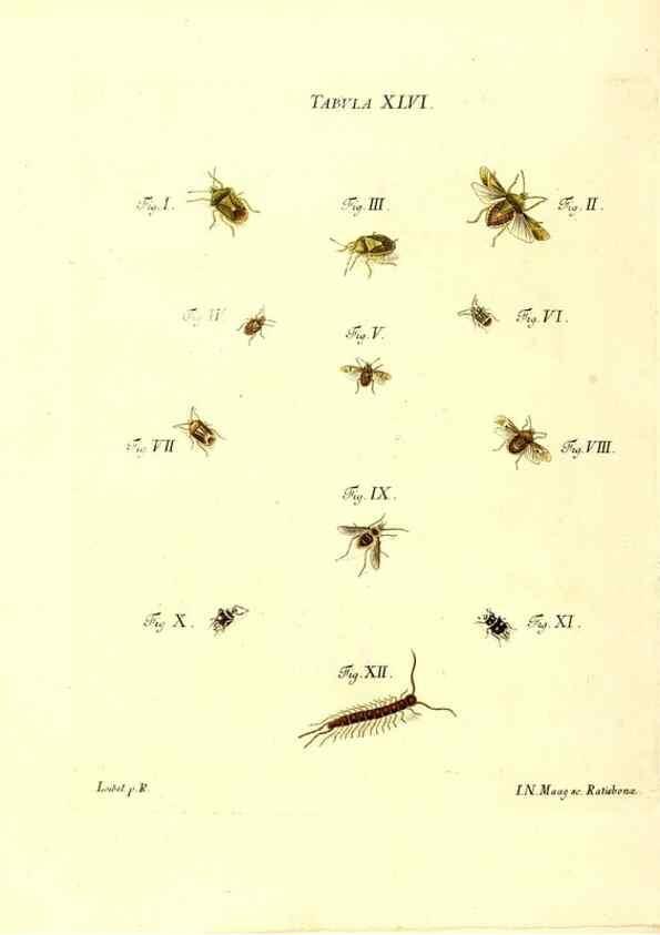 Reproducción/Reproduction 49810598997: Iacobi Christiani Schaefferi s.s. theologiae et philosophiae doctoris ... Icones insectorum circa Ratisbonam indigenorum :. Ratisbonae :Typis Breitfeldianis,MDCCLXXIX [1766-1779]. 