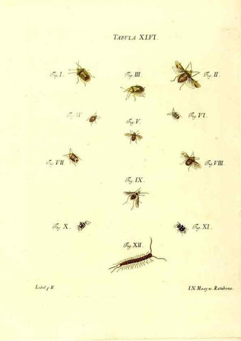 Reproducción/Reproduction 49810598997: Iacobi Christiani Schaefferi s.s. theologiae et philosophiae doctoris ... Icones insectorum circa Ratisbonam indigenorum :. Ratisbonae :Typis Breitfeldianis,MDCCLXXIX [1766-1779]. 
