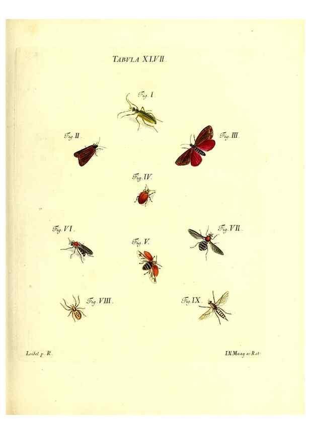 Reproducción/Reproduction 49810599212: Iacobi Christiani Schaefferi s.s. theologiae et philosophiae doctoris ... Icones insectorum circa Ratisbonam indigenorum :. Ratisbonae :Typis Breitfeldianis,MDCCLXXIX [1766-1779]. 