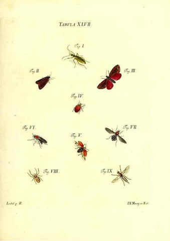 Reproducción/Reproduction 49810599212: Iacobi Christiani Schaefferi s.s. theologiae et philosophiae doctoris ... Icones insectorum circa Ratisbonam indigenorum :. Ratisbonae :Typis Breitfeldianis,MDCCLXXIX [1766-1779]. 