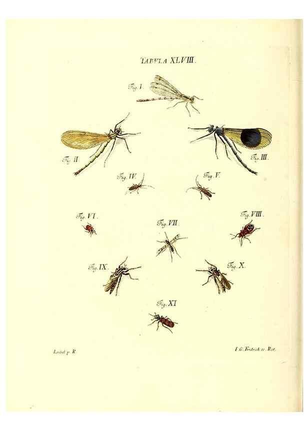 Reproducción/Reproduction 49810299571: Iacobi Christiani Schaefferi s.s. theologiae et philosophiae doctoris ... Icones insectorum circa Ratisbonam indigenorum :. Ratisbonae :Typis Breitfeldianis,MDCCLXXIX [1766-1779]. 