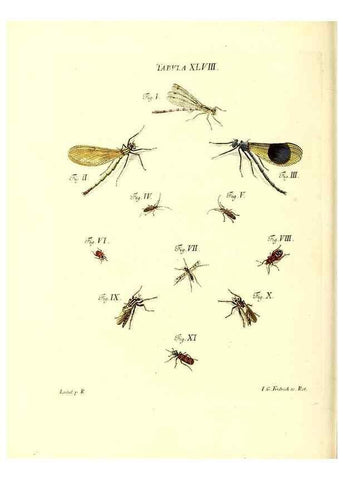 Reproducción/Reproduction 49810299571: Iacobi Christiani Schaefferi s.s. theologiae et philosophiae doctoris ... Icones insectorum circa Ratisbonam indigenorum :. Ratisbonae :Typis Breitfeldianis,MDCCLXXIX [1766-1779]. 