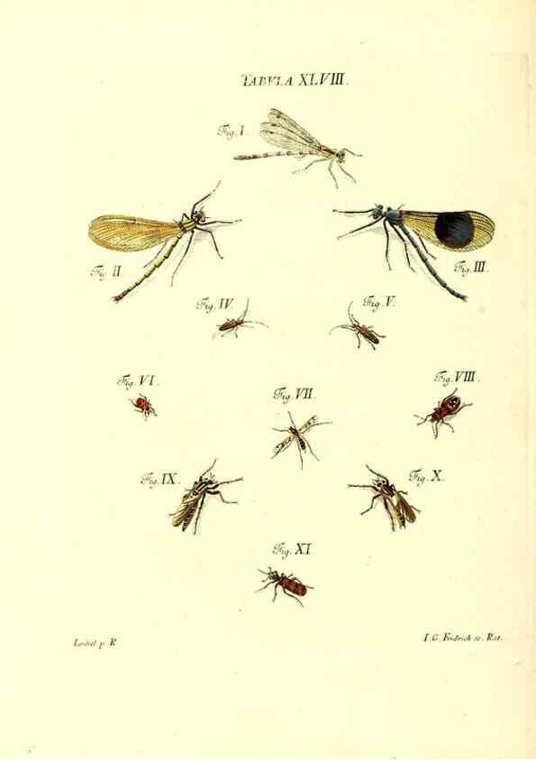 Reproducción/Reproduction 49810299571: Iacobi Christiani Schaefferi s.s. theologiae et philosophiae doctoris ... Icones insectorum circa Ratisbonam indigenorum :. Ratisbonae :Typis Breitfeldianis,MDCCLXXIX [1766-1779]. 