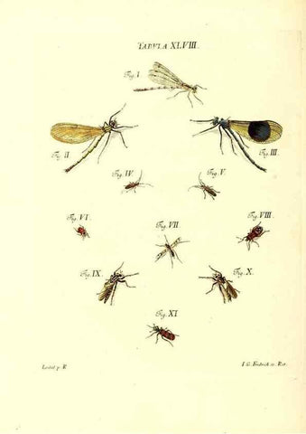 Reproducción/Reproduction 49810299571: Iacobi Christiani Schaefferi s.s. theologiae et philosophiae doctoris ... Icones insectorum circa Ratisbonam indigenorum :. Ratisbonae :Typis Breitfeldianis,MDCCLXXIX [1766-1779]. 