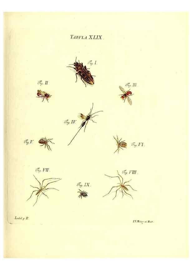 Reproducción/Reproduction 49809745178: Iacobi Christiani Schaefferi s.s. theologiae et philosophiae doctoris ... Icones insectorum circa Ratisbonam indigenorum :. Ratisbonae :Typis Breitfeldianis,MDCCLXXIX [1766-1779]. 