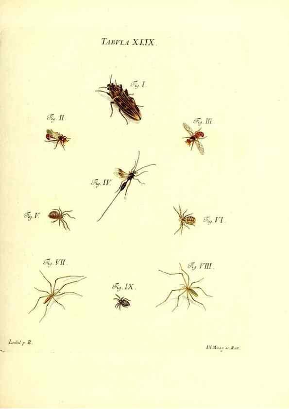 Reproducción/Reproduction 49809745178: Iacobi Christiani Schaefferi s.s. theologiae et philosophiae doctoris ... Icones insectorum circa Ratisbonam indigenorum :. Ratisbonae :Typis Breitfeldianis,MDCCLXXIX [1766-1779]. 