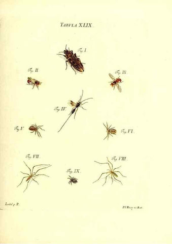 Reproducción/Reproduction 49809745178: Iacobi Christiani Schaefferi s.s. theologiae et philosophiae doctoris ... Icones insectorum circa Ratisbonam indigenorum :. Ratisbonae :Typis Breitfeldianis,MDCCLXXIX [1766-1779]. 