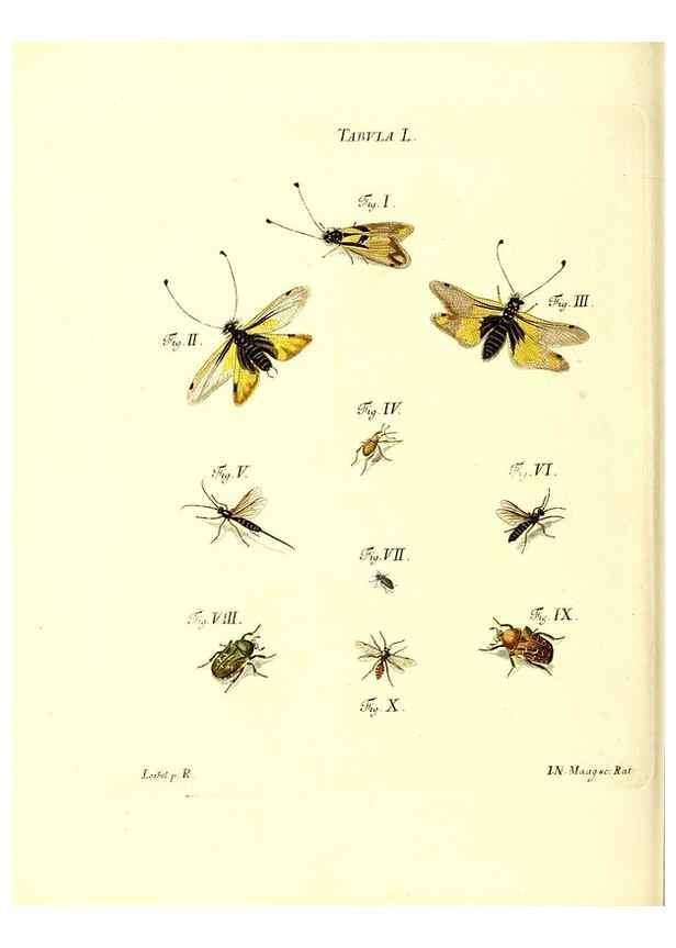 Reproducción/Reproduction 49809745463: Iacobi Christiani Schaefferi s.s. theologiae et philosophiae doctoris ... Icones insectorum circa Ratisbonam indigenorum :. Ratisbonae :Typis Breitfeldianis,MDCCLXXIX [1766-1779]. 