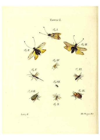 Reproducción/Reproduction 49809745463: Iacobi Christiani Schaefferi s.s. theologiae et philosophiae doctoris ... Icones insectorum circa Ratisbonam indigenorum :. Ratisbonae :Typis Breitfeldianis,MDCCLXXIX [1766-1779]. 
