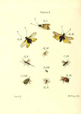 Reproducción/Reproduction 49809745463: Iacobi Christiani Schaefferi s.s. theologiae et philosophiae doctoris ... Icones insectorum circa Ratisbonam indigenorum :. Ratisbonae :Typis Breitfeldianis,MDCCLXXIX [1766-1779]. 