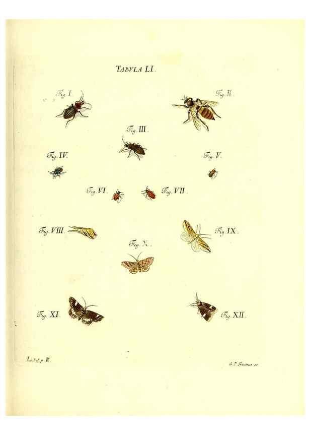 Reproducción/Reproduction 49810300226: Iacobi Christiani Schaefferi s.s. theologiae et philosophiae doctoris ... Icones insectorum circa Ratisbonam indigenorum :. Ratisbonae :Typis Breitfeldianis,MDCCLXXIX [1766-1779]. 