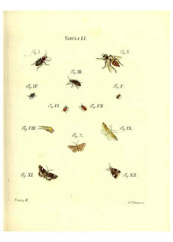 Reproducción/Reproduction 49810300226: Iacobi Christiani Schaefferi s.s. theologiae et philosophiae doctoris ... Icones insectorum circa Ratisbonam indigenorum :. Ratisbonae :Typis Breitfeldianis,MDCCLXXIX [1766-1779]. 