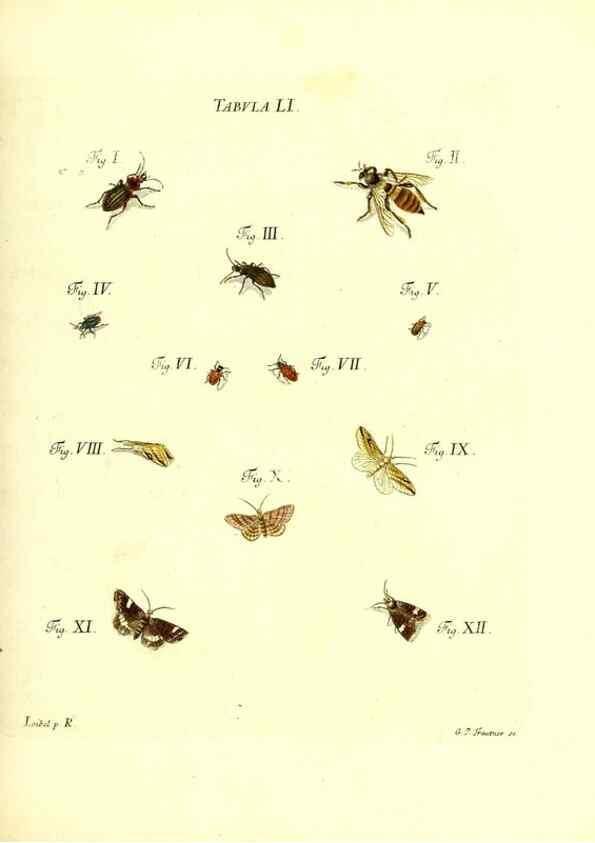 Reproducción/Reproduction 49810300226: Iacobi Christiani Schaefferi s.s. theologiae et philosophiae doctoris ... Icones insectorum circa Ratisbonam indigenorum :. Ratisbonae :Typis Breitfeldianis,MDCCLXXIX [1766-1779]. 