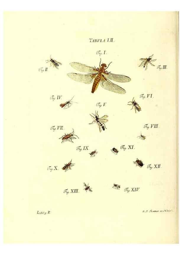 Reproducción/Reproduction 49810600302: Iacobi Christiani Schaefferi s.s. theologiae et philosophiae doctoris ... Icones insectorum circa Ratisbonam indigenorum :. Ratisbonae :Typis Breitfeldianis,MDCCLXXIX [1766-1779]. 