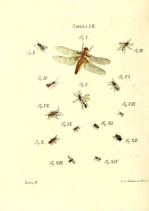 Reproducción/Reproduction 49810600302: Iacobi Christiani Schaefferi s.s. theologiae et philosophiae doctoris ... Icones insectorum circa Ratisbonam indigenorum :. Ratisbonae :Typis Breitfeldianis,MDCCLXXIX [1766-1779]. 