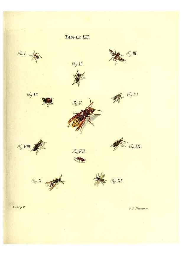 Reproducción/Reproduction 49810300676: Iacobi Christiani Schaefferi s.s. theologiae et philosophiae doctoris ... Icones insectorum circa Ratisbonam indigenorum :. Ratisbonae :Typis Breitfeldianis,MDCCLXXIX [1766-1779]. 